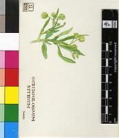Schizoglossum nitidum Schltr.