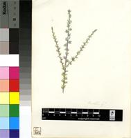 Muraltia sp.