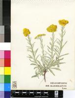 Helichrysum glomeratum Klatt