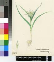 Androcymbium striatum Hochst. ex A.Rich.