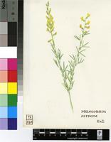 Melolobium alpinum Eckl. & Zeyh.