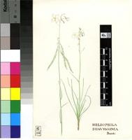 Heliophila suavissima Burch. ex DC.