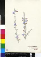 Lotononis cytisoides (E.Mey.) Benth.