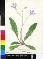 Streptocarpus rexii (Bowie ex Hook.) Lindl.
