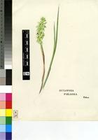 Eulophia foliosa (Lindl.) Bolus