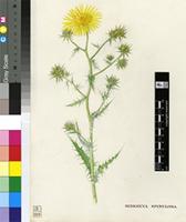 Berkheya spinulosa N.E.Br.