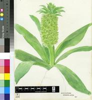 Eucomis undulata Aiton