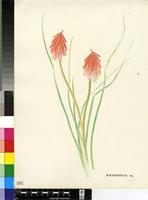 Kniphofia sp.