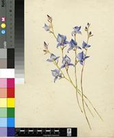 Disa graminifolia Ker Gawl. ex Spreng.