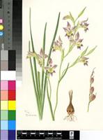 Gladiolus scullyi Baker