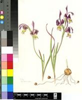 Gladiolus uysiae L.Bolus ex G.J.Lewis