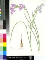 Gladiolus mutabilis G.J.Lewis