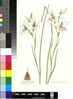 Gladiolus debilis Sims