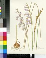 Gladiolus jonquilliodorus Eckl. ex G.J.Lewis