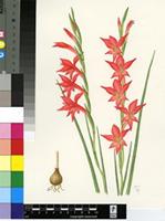 Gladiolus quadrangularis (Burm.f.) Ker Gawl.