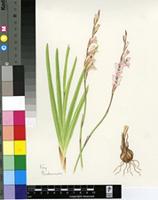 Gladiolus densiflorus Baker