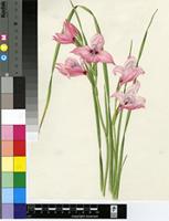 Gladiolus sp.
