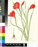 Gladiolus insolens Goldblatt & J.C.Manning