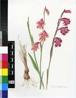 Gladiolus guthriei F.Bolus