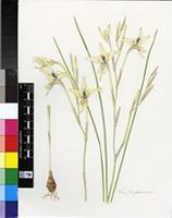 Gladiolus leptosiphon F.Bolus