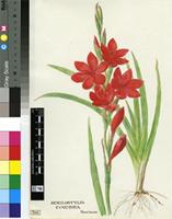 Schizostylis coccinea Backh. & Harv.
