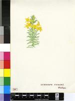 Euryops tysonii E.Phillips