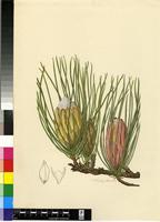 Protea scorzonerifolia (Salisb. ex Knight) Rycroft