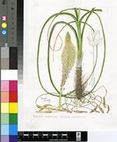 Bulbinella eburniflora P.L.Perry