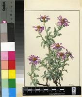 Printzia bergii Cass.