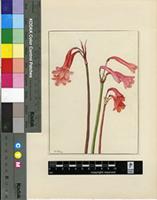 Cyrtanthus angustifolius (L.f.) Aiton