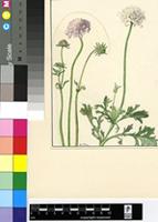 Scabiosa anthemifolia Eckl. & Zeyh.