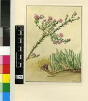 Diastella serpyllifolia Salisb. ex Knight