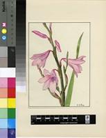 Watsonia rosea Ker Gawl.
