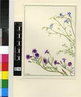Lobelia campanulata Lam.