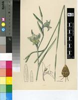 Gladiolus viridiflorus G.J.Lewis