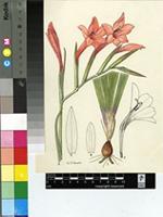 Gladiolus miniatus Eckl.