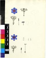 Babiana sp.