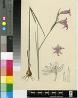 Gladiolus hibernus Ingram