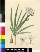 Freesia elimensis L.Bolus