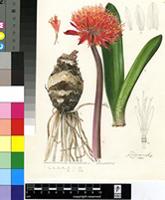 Haemanthus coccineus L.