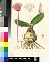 Haemanthus amarylloides Jacq. subsp. amarylloides