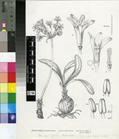Strumaria pubescens W.F.Barker