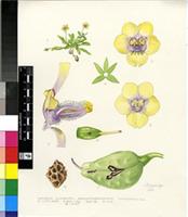 Diascia cuneata E.Mey. ex Benth.