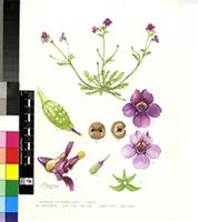 Diascia minutiflora Hiern