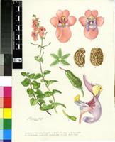 Diascia fetcaniensis Hilliard & B.L.Burtt