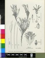Serruria deluvialis Rourke