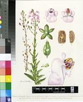 Diascia personata Hilliard & B.L.Burtt