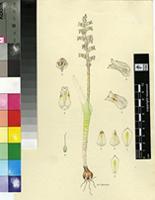 Lachenalia sp.