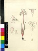 Lachenalia patula Jacq.