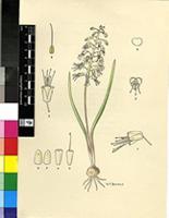 Lachenalia esterhuysenae W.F.Barker